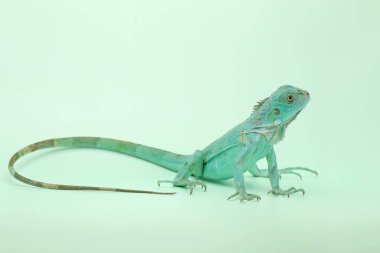 Zarif duruşu olan mavi bir iguana (iguana iguanası).
