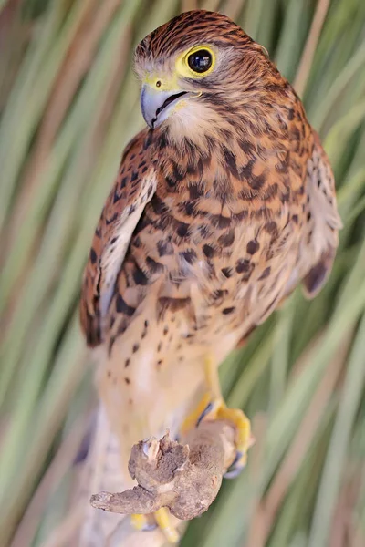 Falcon Preying Small Bird Bush Predatory Bird Has Scientific Name — Stock Photo, Image