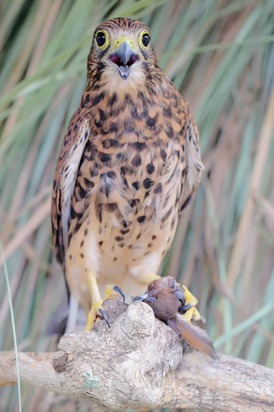 Falcon Preying Small Bird Bush Predatory Bird Has Scientific Name — Stock Photo, Image