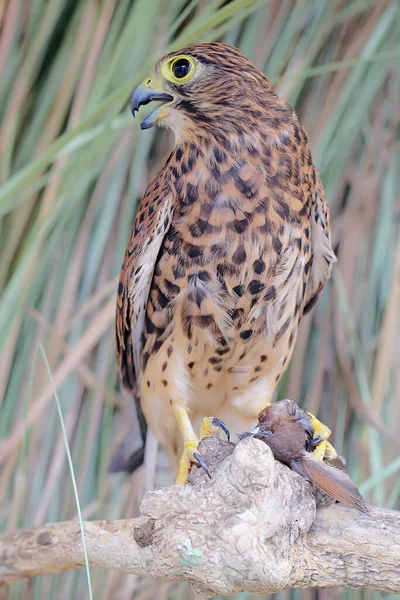 Falcon Preying Small Bird Bush Predatory Bird Has Scientific Name — Stock Photo, Image