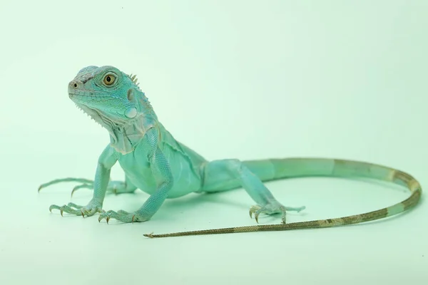 Blue Iguana Iguana Iguana Elegant Pose — Stock Photo, Image