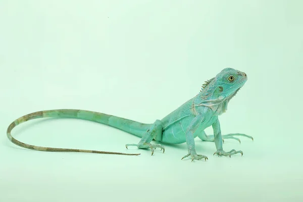 Iguana Blu Iguana Iguana Con Una Posa Elegante — Foto Stock