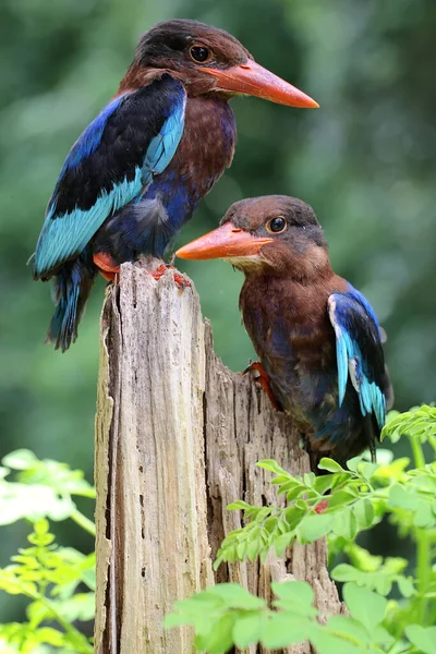 Dwóch Jawajskich Rybaków Siedzących Zgniłym Drewnie Krzakach Ten Mięsożerny Ptak — Zdjęcie stockowe
