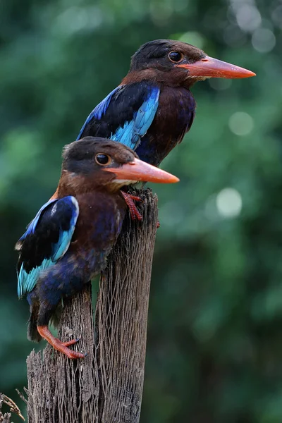 Two Javan Kingfishers Perched Rotten Wood Bush Carnivorous Bird Has — Stock Photo, Image