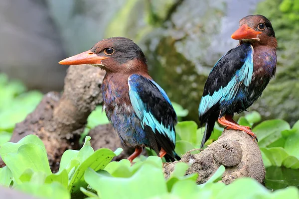 Two Javan Kingfishers Perched Rotten Wood Bush Carnivorous Bird Has — Stock Photo, Image