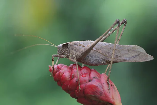 Une Sauterelle Adulte Longues Pattes Nourrit Une Fleur Sauvage Cet — Photo