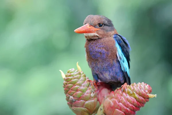 Javan Kingfisher Perched Bush Carnivorous Bird Has Scientific Name Halcyon — Stock Photo, Image