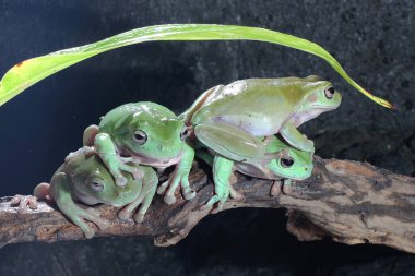 Dört tombul kurbağa (Litoria caerulea) kuru kütüklerin üzerinde dinleniyor. 