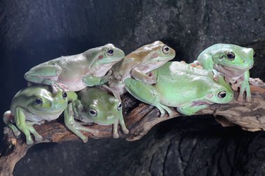 Kuru kütüklerin üzerinde dinlenen altı tombul kurbağa (Litoria caerulea). 