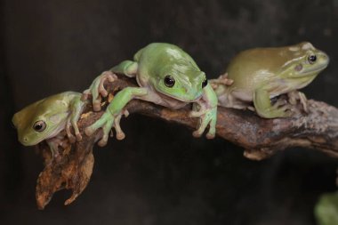 Üç tombul ağaç kurbağası dinleniyor. Doğal yaşam alanı Papua, Endonezya 'da bulunan bu amfibik hayvanın bilimsel adı Litoria caerulea.. 