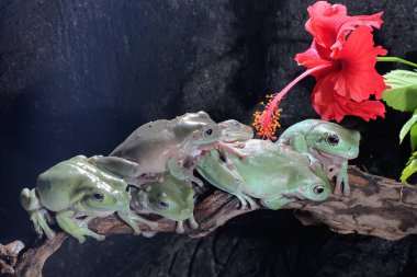 Kuru kütüklerin üzerinde dinlenen altı tombul kurbağa (Litoria caerulea). 