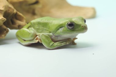 Kuru bir kütükte dinlenen tıknaz bir kurbağa (Litoria caerulea).