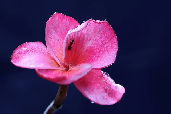 Piękno Kwiatów Frangipani Kwitną Ozdobione Poranną Rosą Ten Kwiat Naukowe — Zdjęcie stockowe