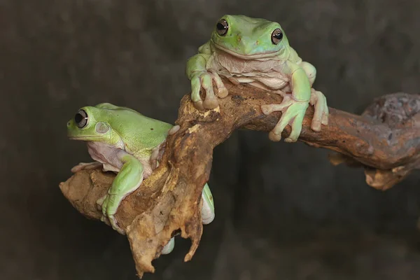 2羽のカエルが休んでいる インドネシア パプア州の森林に生息する両生類で 学名はLitoria Caeruleaです — ストック写真