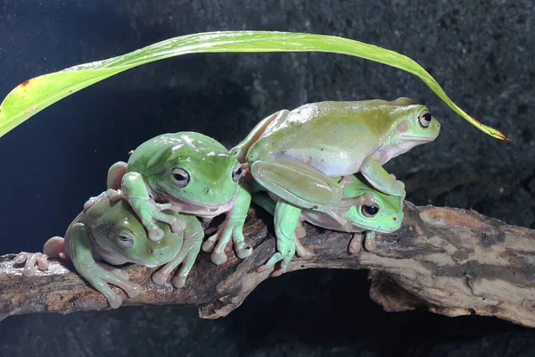 Cztery Smukłe Żaby Litoria Caerulea Spoczywające Suchych Kłodach — Zdjęcie stockowe