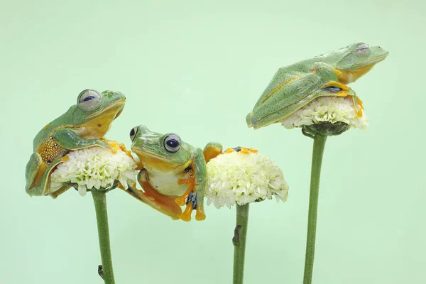 Tre Gröna Trädgrodor Jagar Byten Vilda Blommor Denna Amfibie Har — Stockfoto