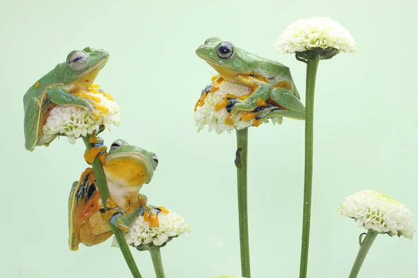 Yeşil Ağaç Kurbağası Kır Çiçeklerinde Avlanıyor Amfibyumun Bilimsel Adı Rhacophorus — Stok fotoğraf