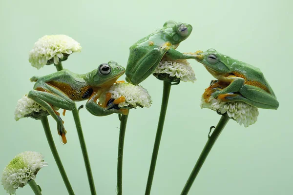 Tři Zelené Stromové Žáby Loví Kořist Divokých Květinách Tento Obojživelník — Stock fotografie