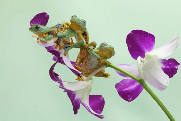 Three Green Tree Frogs Hunting Prey Wildflowers Amphibian Has Scientific — Stock Photo, Image