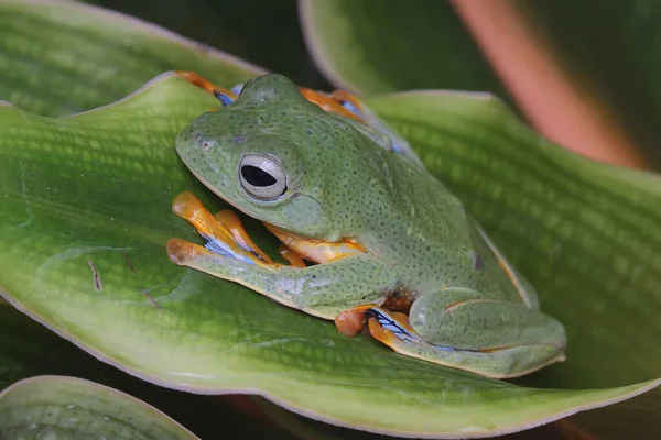 Ένας Πράσινος Βάτραχος Ξεκουράζεται Στα Φύλλα Ενός Άγριου Φυτού Αυτό — Φωτογραφία Αρχείου