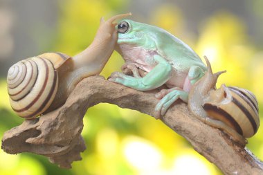 Çürüyen bir kütüğün üzerinde salyangozlarla dinlenen tıknaz bir ağaç kurbağası. Bu yeşil amfibyumun bilimsel adı Litoria caerulea.