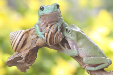 Çalılıklarda dinlenen iki tombul ağaç kurbağası. Bu yeşil amfibyumun bilimsel adı Litoria caerulea. 