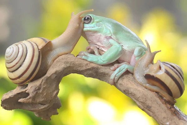 Çürüyen bir kütüğün üzerinde salyangozlarla dinlenen tıknaz bir ağaç kurbağası. Bu yeşil amfibyumun bilimsel adı Litoria caerulea.