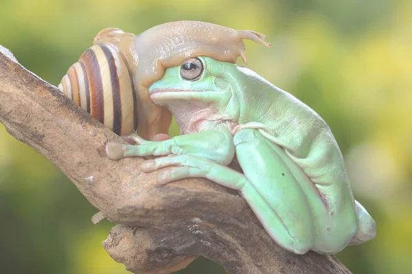 Una Rana Árbol Que Descansa Con Caracoles Tronco Podrido Este —  Fotos de Stock