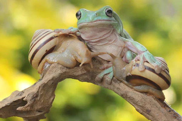 Çürüyen Bir Kütüğün Üzerinde Salyangozlarla Dinlenen Tıknaz Bir Ağaç Kurbağası — Stok fotoğraf