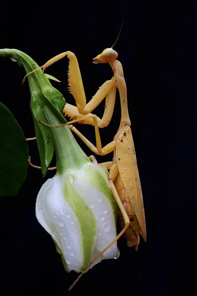 一只黄色的祈祷的螳螂正在黑色背景的菊花中寻找猎物 这种昆虫的学名是Hierodula — 图库照片