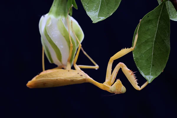 Una Mantis Religiosa Amarilla Está Buscando Presas Una Flor Gardenia —  Fotos de Stock