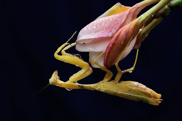 Una Mantis Religiosa Amarilla Está Buscando Presas Una Flor Silvestre —  Fotos de Stock