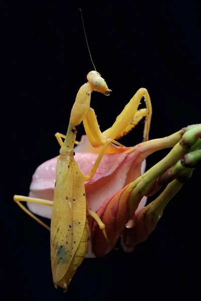 一只黄色祈祷的螳螂正在黑色背景的野花中寻找猎物 这种昆虫的学名是Hierodula — 图库照片