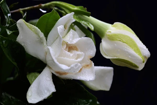 Gardenia flower is in full bloom. This fragrant white flower has the scientific name Gardenia augusta.