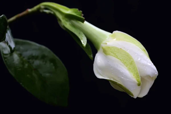 Gardenia flower is in full bloom. This fragrant white flower has the scientific name Gardenia augusta.