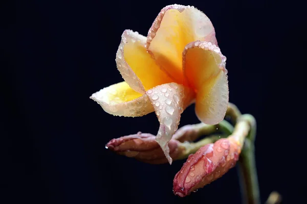 의아름다움은 방울이 떨어지는 꽃으로 피어나고 꽃에는 학명이 Plumeria — 스톡 사진