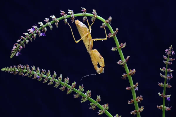 Una Mantis Religiosa Amarilla Está Buscando Presas Una Flor Silvestre —  Fotos de Stock
