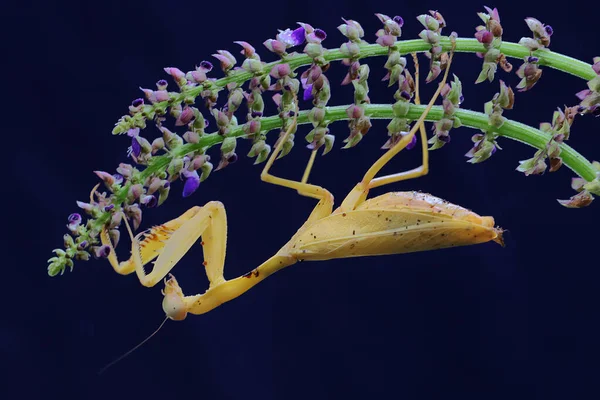 Une Mante Religieuse Jaune Est Recherche Proies Dans Une Fleur — Photo