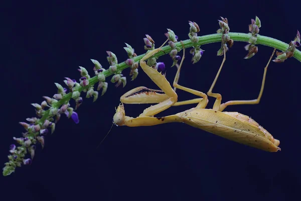 一只黄色祈祷的螳螂正在黑色背景的野花中寻找猎物 这种昆虫的学名是Hierodula — 图库照片