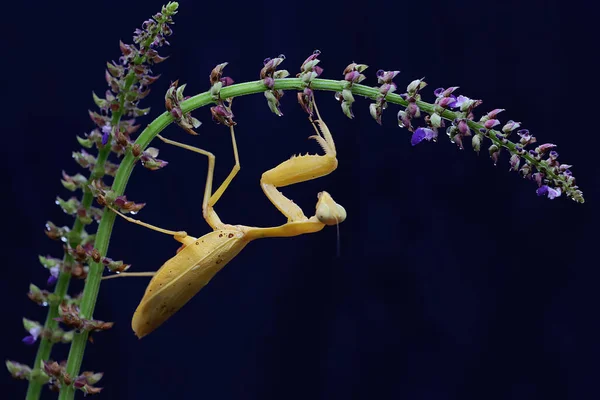 Una Mantis Religiosa Amarilla Está Buscando Presas Una Flor Silvestre — Foto de Stock