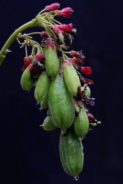 Toplanmaya hazır bir salatalık ağacı meyvesi koleksiyonu. Meyveleri asidik olan bitkinin bilimsel adı Averrhoa Bilibi 'dir.. 