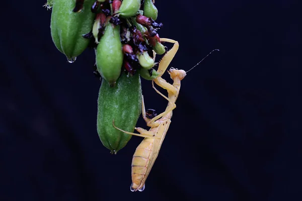 사마귀가 배경의 과일에서 먹이를 곤충은 이히에 오두라 바삭바삭 — 스톡 사진