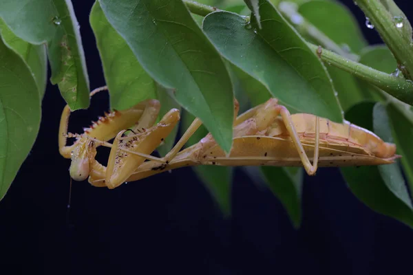 Una Mantis Religiosa Amarilla Está Buscando Presas Una Fruta Silvestre — Foto de Stock