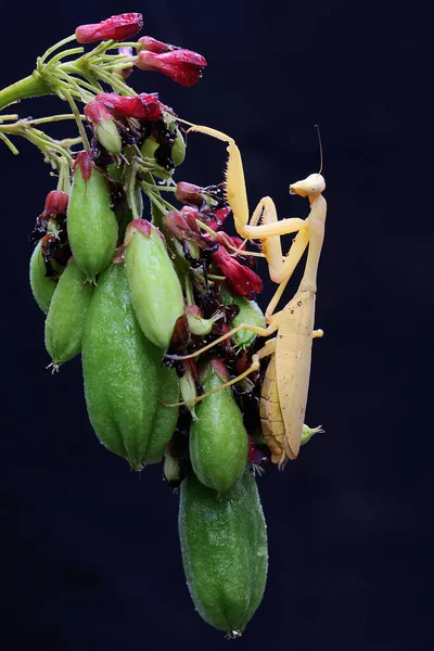 사마귀가 배경의 과일에서 먹이를 곤충은 이히에 오두라 바삭바삭 — 스톡 사진