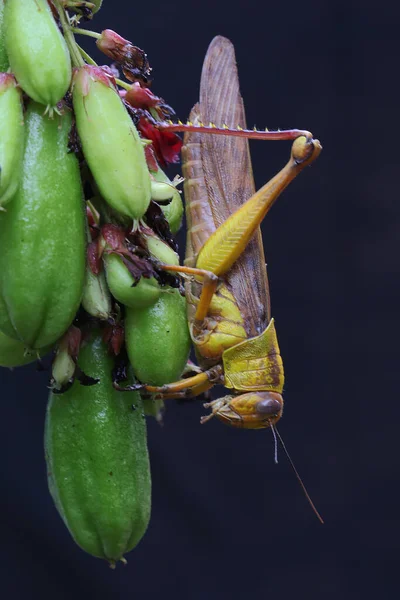 Une Sauterelle Jaune Mange Fruit Sauvage Sur Fond Noir — Photo