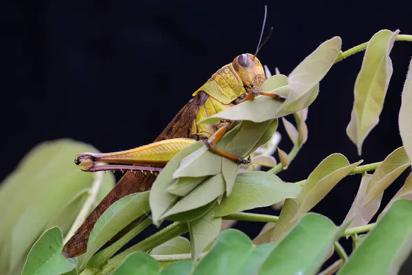 一只黄色的蚱蜢正在黑色的背景上吃着灌木 — 图库照片