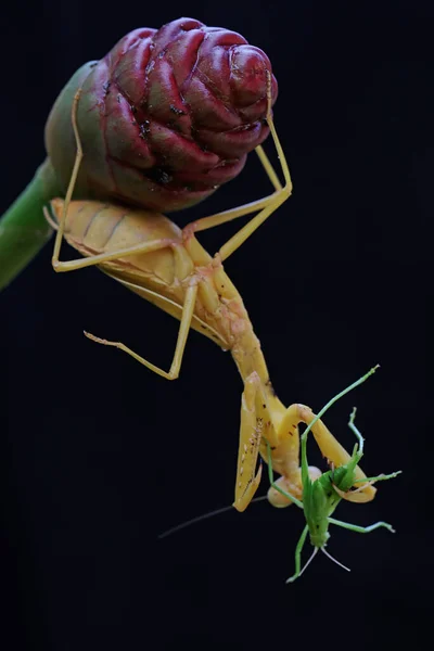 Una Mantis Religiosa Amarilla Aprovecha Pequeño Saltamontes Una Flor Silvestre — Foto de Stock