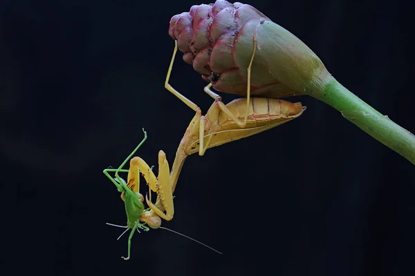 Louva Deus Está Caçar Pequeno Gafanhoto Numa Flor Silvestre Este — Fotografia de Stock