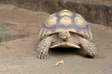 Afrika mahmuzlu kaplumbağa (Centrochelys sulcata) yiyecek arayışında yavaş bir yürüyüşdür.. 