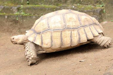 Afrika mahmuzlu kaplumbağa (Centrochelys sulcata) yiyecek arayışında yavaş bir yürüyüşdür.. 